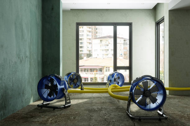 Best Local water damage restoration  in Downs, IL